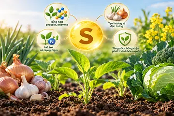 Lưu huỳnh (S) có tác dụng gì với cây trồng? Dấu hiệu thiếu, thừa và cách bổ sung hiệu quả