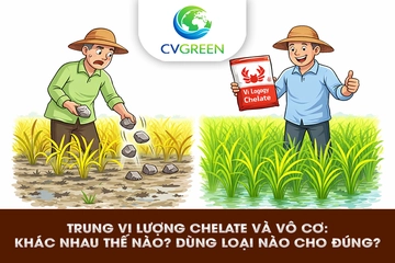 Trung vi lượng chelate và vô cơ: khác nhau thế nào? dùng loại nào cho đúng