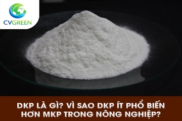 DKP là gì? Vì sao DKP ít phổ biến hơn MKP trong nông nghiệp?