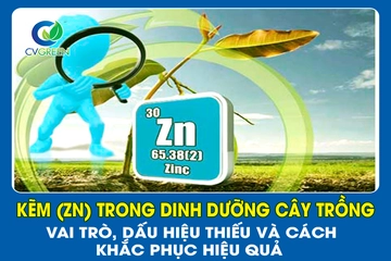 Kẽm (Zn) trong dinh dưỡng cây trồng: Vai trò, dấu hiệu thiếu và cách khắc phục hiệu quả