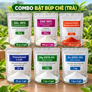 COMBO BẬT BÚP CHÈ (TRÀ) – Bộ phối trộn tham khảo phun sau lứa hái giúp chè ra búp đều, hồi sức
