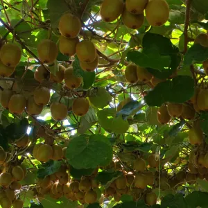 Quả kiwi treo dày dưới giàn