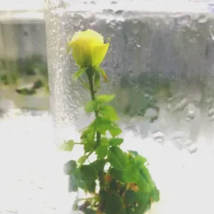 Cây hoa hồng nhân giống trong bình nuôi cấy mô