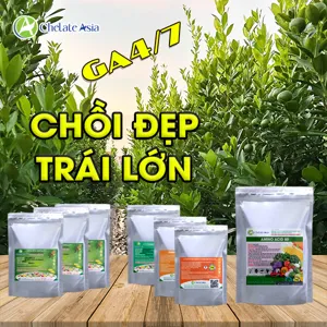 Hình bộ phối trộn COMBO QUẤT (TẮC) GA4-7 (CVGREEN)