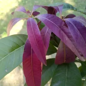 Đợt lá non màu tím đỏ trên ngọn cây xoài
