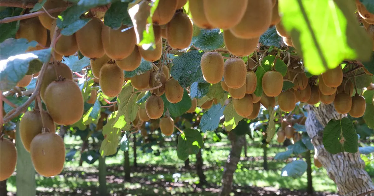 Quả kiwi treo trên giàn trong vườn