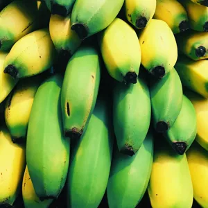 Nải chuối đang chín, vỏ chuyển dần từ xanh sang vàng