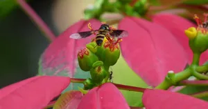 Lá bắc đỏ và cụm hoa nhỏ của cây trạng nguyên (poinsettia)