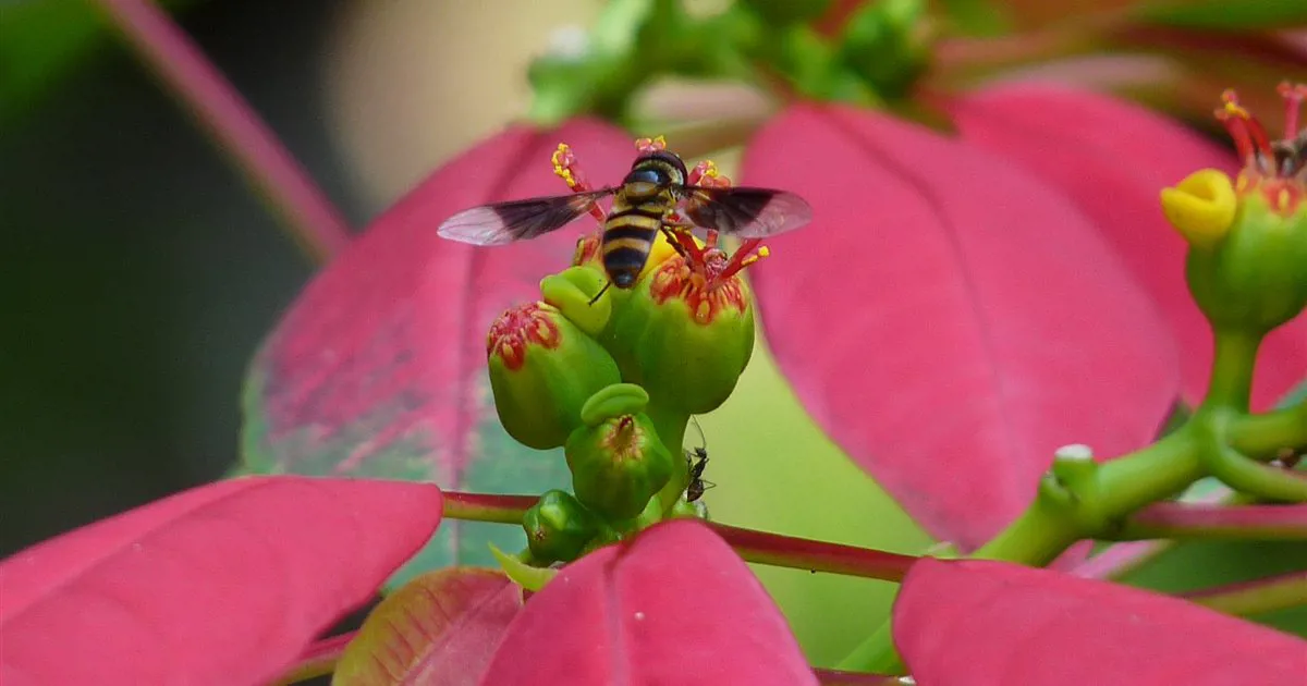 Lá bắc đỏ và cụm hoa nhỏ của cây trạng nguyên (poinsettia)