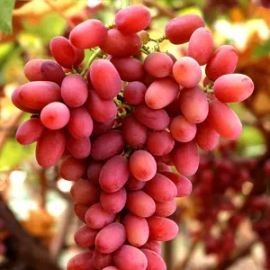 Chùm nho đỏ không hạt trên giàn