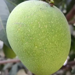 Trái xoài xanh đang lớn trên cây