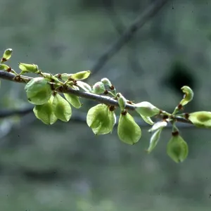 Cành cây đang bung chồi, lá non