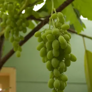 Gibberellic Acid 40% (GA3) – Nguyên liệu gibberellin dạng bột pha thẳng vào nước, không cần hòa cồn