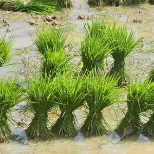 Silic tan K2SiO3 (Potassium Silicate – Kali Silicat) dạng bột – Nguồn silic và kali hòa tan cho phân bón lá, bón gốc, dung dịch tưới