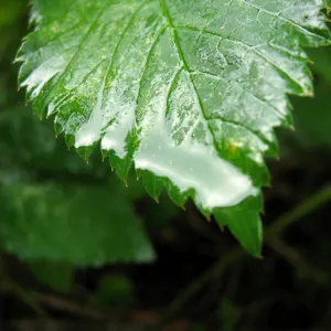 Lá cây phủ màng nước mỏng