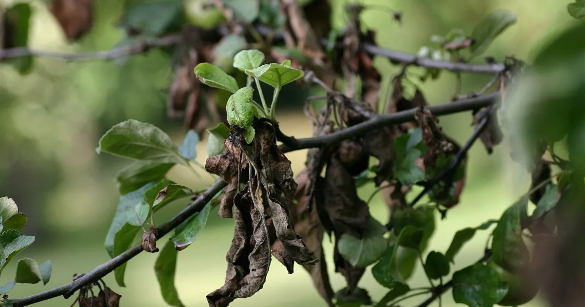 Cành táo bị cháy lá (fire blight), lá khô nâu cạnh đọt non xanh