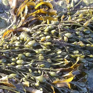 Rong nâu Ascophyllum nodosum với các túi khí trên bãi đá ven biển