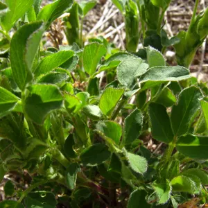 Lá cỏ linh lăng (alfalfa) xanh tươi dưới nắng