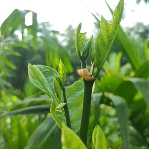 Chồi ngọn và lá non của cây mít đang ra đợt mới