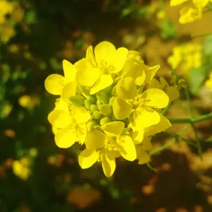 Chùm hoa cải dầu màu vàng