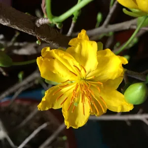 Hoa mai vàng nở trên cành cây kiểng