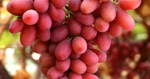 Chùm nho đỏ không hạt Crimson Seedless trên giàn