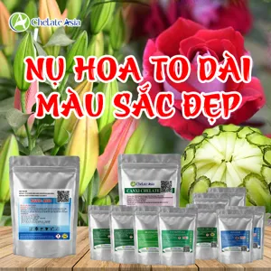 Hình bộ phối trộn COMBO NỤ HOA (CVGREEN)