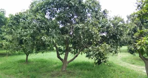 Vườn xoài với cây mang trái non
