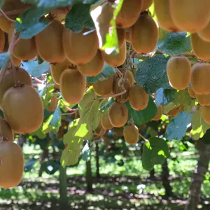Chùm quả kiwi trên giàn