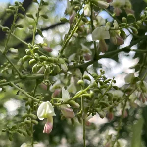 Nụ và hoa hòe trên cành