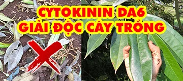 Cytokinin DA6 siêu giải độc cây trồng: Thuốc BVTV (thuốc cỏ, phân bón...)