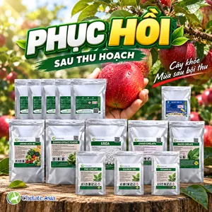 Hình bộ phối trộn COMBO HỒI PHỤC (CVGREEN)