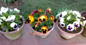 Ba chậu hoa pansy nở hoa trắng tím và vàng cam đặt trên nền sân, ví dụ hoa chậu cần giữ không héo khi bày bán