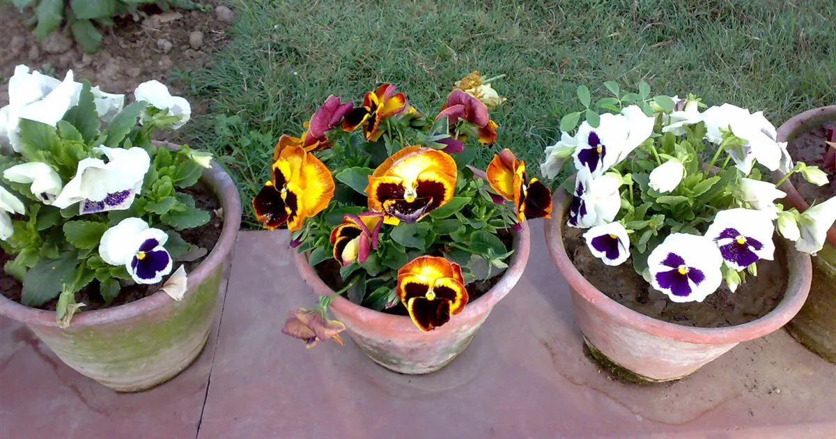 Ba chậu hoa pansy nở hoa trắng tím và vàng cam đặt trên nền sân, ví dụ hoa chậu cần giữ không héo khi bày bán