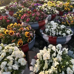 Các chậu hoa păng-xê thấp gọn, nở rộ