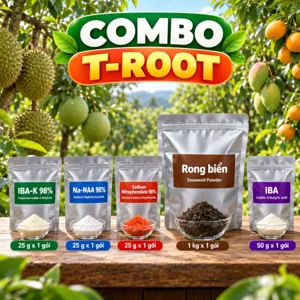 COMBO T-ROOT – Bộ phối trộn tham khảo auxin kích rễ kèm rong biển dưỡng rễ cho cây sau trồng, sau bứng