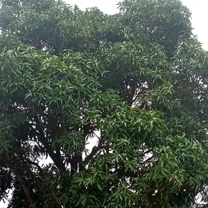 Tán xoài với các cơi lá đã già, xanh đậm