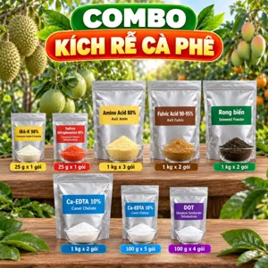 COMBO KÍCH RỄ CÀ PHÊ – Bộ phối trộn tham khảo tưới gốc giúp cà phê suy yếu bật rễ tơ mới và hồi lại bộ rễ
