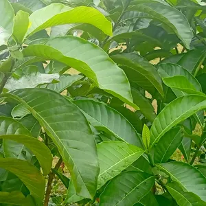 Tán lá xanh dày của cây ăn trái