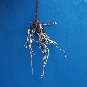 Gốc hom cành du trắng đã ra chùm rễ bất định