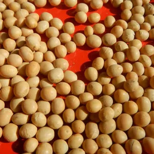 Hạt đậu nành khô, nguồn protein thực vật để thủy phân