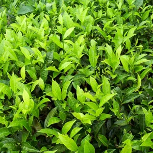Búp và lá chè non trên nương chè