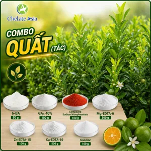 Hình bộ phối trộn COMBO QUẤT (TẮC) 6-BA + GA3 (CVGREEN)